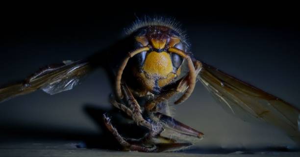 istock Macro shot of a bee on a dark background 1490290789