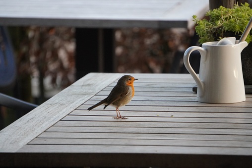 A closeup of a robin perched on a wooden table