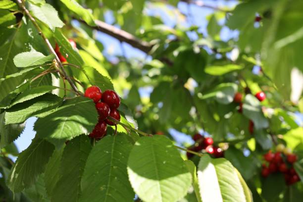 istock Ripe juicy cherries growing on a branch 1490293599