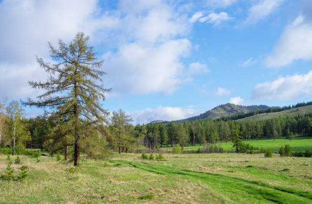 istock Bright spring sun illuminates meadow in mountainous area with beautiful trees in the foreground. 1490295614