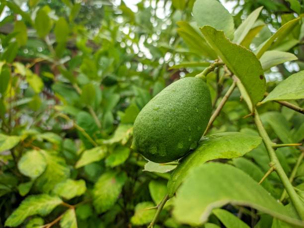 istock Close up shot of fresh lemons 1490295662