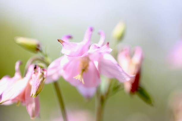 Common Soapwort Flowers Common Pink Soapwort Flowers common soapwort saponaria officinalis stock pictures, royalty-free photos & images