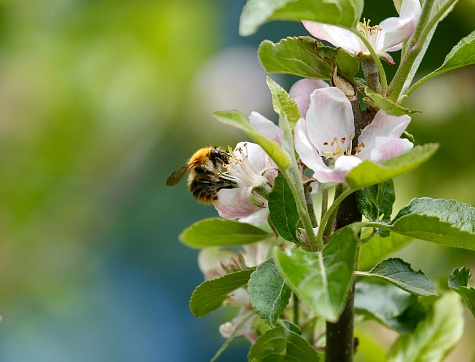 Bumble bee collecting pollen from apple blossom