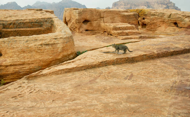 istock Cat living in Petra Jordan 1490300182