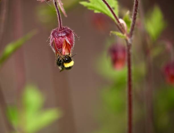 istock Bumble Bee Inside A Water Avens Flower 1490300416