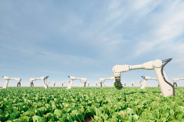 Automatic Agricultural Technology With Robots Harvesting Vegetables In The Farm. Smart Farming And Artificial Intelligence Concept.