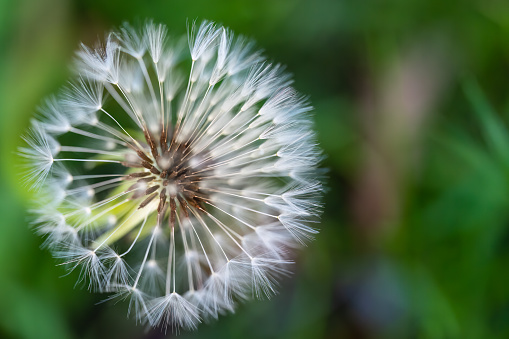 The seed of the dandelion is ready for the wind to carry it away.