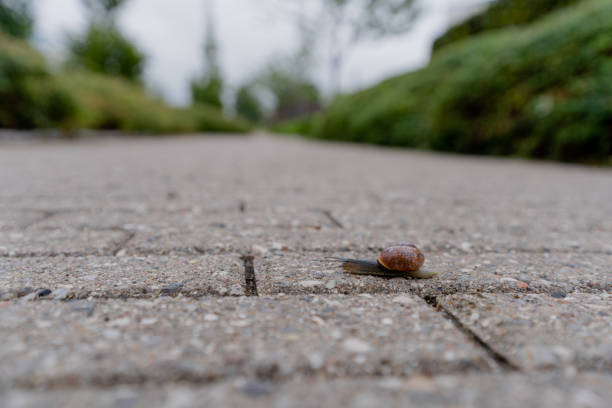 istock Snail. The snail crawls along the road. 1490302493