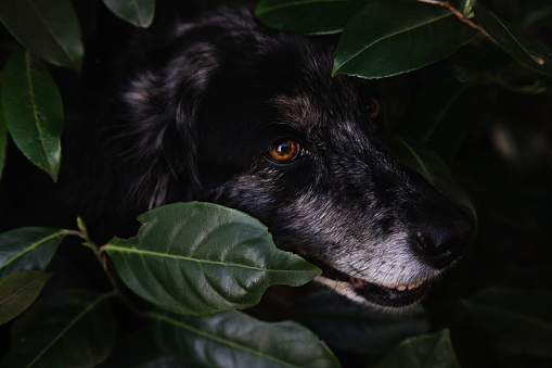 Black dog looks out of the bush