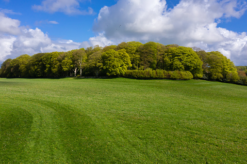 Deciduous woodland in rural Scotland on a bright spring morning