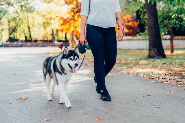 istock Dog walker in the park 1490305784