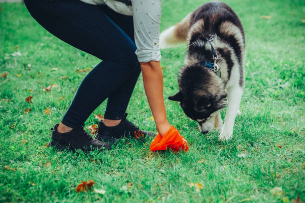 Responsible woman cleaning after her dog Woman in the city park picking up dog poop from the grass animal dung stock pictures, royalty-free photos & images