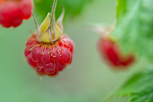 Wild Raspberries close up macro. Shallow focus.