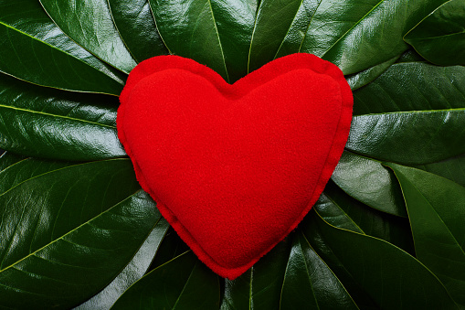 Heart shaped plush pillow on green leaves