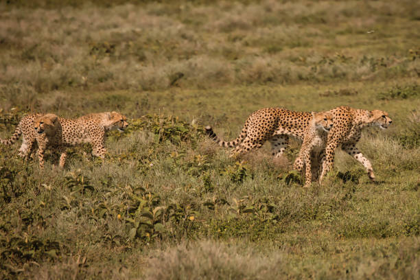 istock Cheetah mother with her three cubs 1490308398