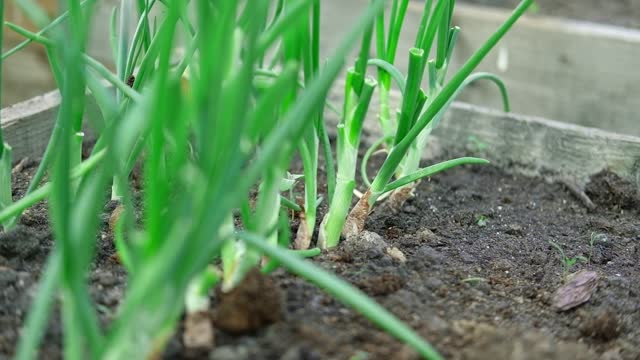 Chive plantation with copy space for text. Green Onions plant growing in a fertile soil in a field in rows. Home-grown aromatic herbs growth on a kitchen garden. Close-up. Harvest season. Bulb plant.