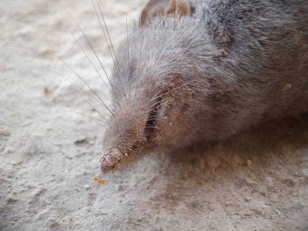 części ciała azjatyckiej myszy domowej lub brązowej ryjówki. głowa suncus murinus - dead animal mouse dead body death zdjęcia i obrazy z banku zdjęć