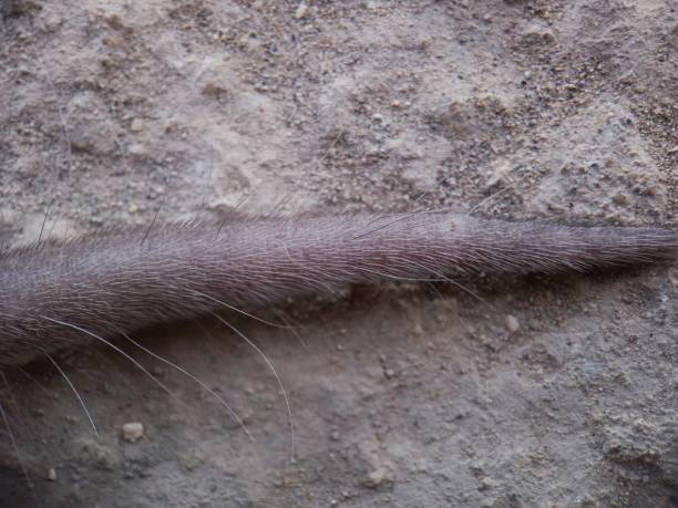 część ciała azjatyckiej ryjówki domowej lub brązowej ryjówki piżmowej. ogon suncus murinus - dead animal mouse dead body death zdjęcia i obrazy z banku zdjęć