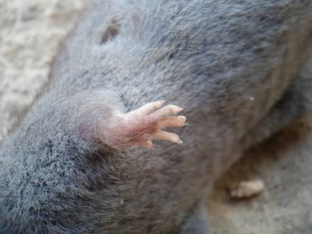 część ciała azjatyckiej ryjówki domowej lub brązowej ryjówki piżmowej. stopy suncus murinus - dead animal mouse dead body death zdjęcia i obrazy z banku zdjęć