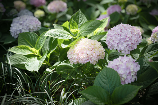 Closeup of a creamy white flowering Hydrangea paniculata in the summer season. The new branches and twigs are reddish and purple.