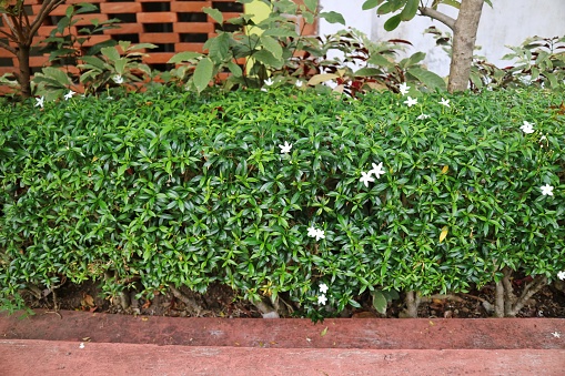 Lush foliage of White Sampaguita Jasmine Flowers on natural garden.