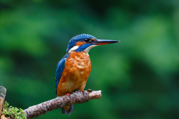 istock Common European Kingfisher sitting on a branch 1490310491