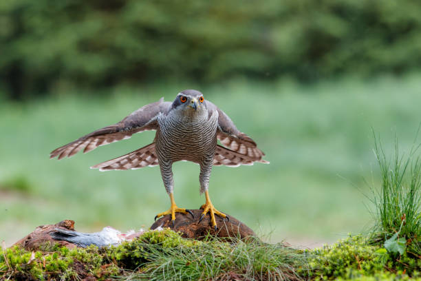 istock Northern goshawk protecting his food 1490310649
