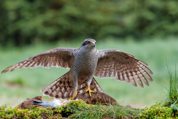 istock Northern goshawk protecting his food 1490310650