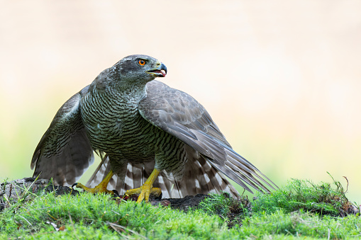 Northern goshawk (accipiter gentilis) protecting his food in the forest of Noord Brabant in the Netherlands