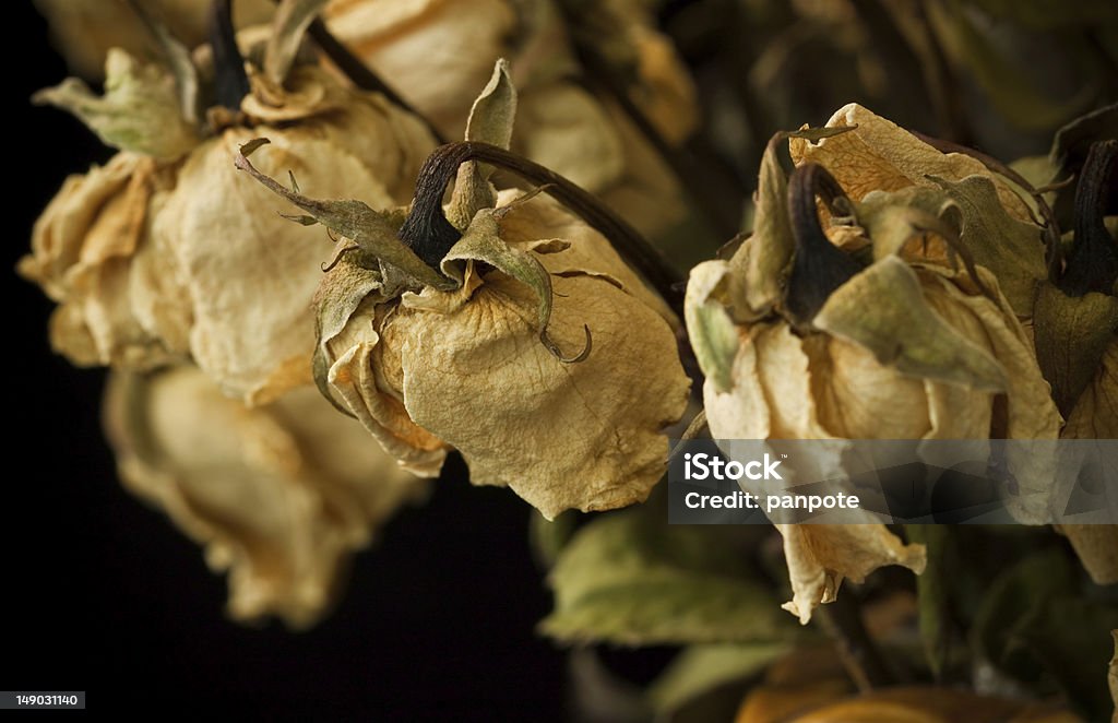 dry rose dry yellow rose on dark background Dark Stock Photo