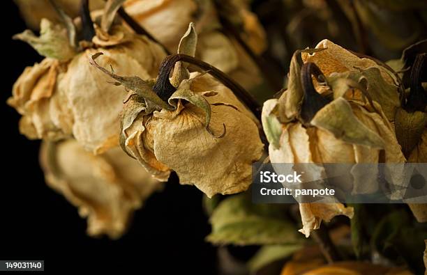 Dry Rose Stock Photo - Download Image Now - Dark, Dead Plant, Dried Plant