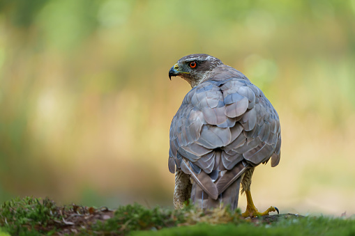 Northern goshawk (accipiter gentilis) protecting his food in the forest of Noord Brabant in the Netherlands