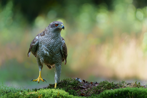 A Northern Goshawk. A hawk, long popular in falconry, found throughout much of Europe.