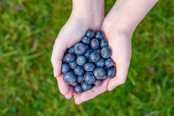 istock A handful of blueberries held against a green lawn 1490311836