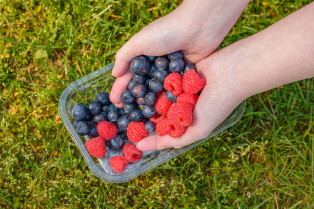 A close up shot of hands holding a bowl of blueberries, in the background is strawberries and tomatoes being prepared for a healthy breakfast.\n\nVideos are available similar to this scenario.