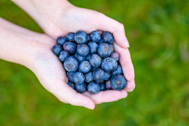 istock A handful of blueberries held against a green lawn 1490312658