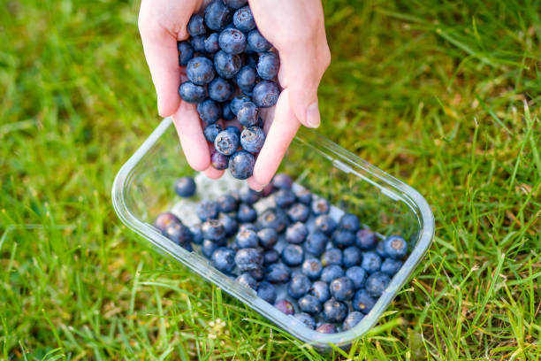 istock Bluberry held in hands, poured into a container.  Blueberries picked in the garden 1490312848