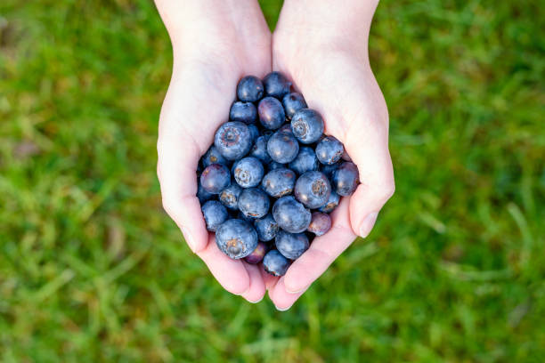 istock Fresh blueberry fruit, blueberries held in hands on a green blurred background 1490312928