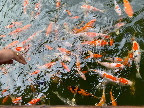 istock colourful koi fish in the pond 1490313715