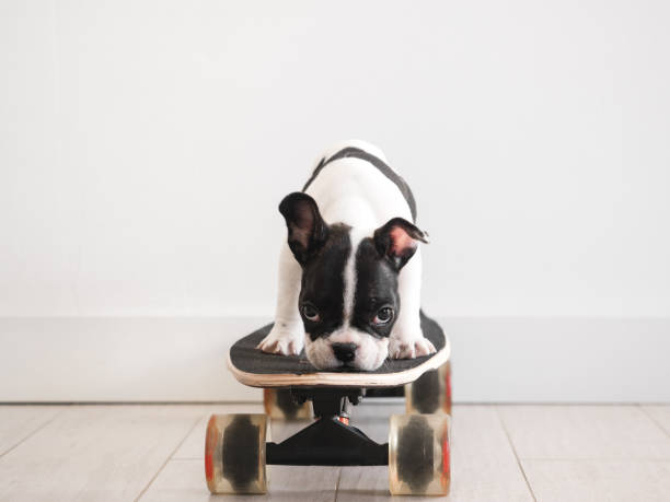 istock Cute puppy riding a skateboard. Studio shot 1490315609