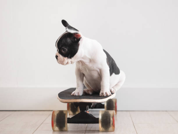 istock Cute puppy riding a skateboard. Studio shot 1490315682