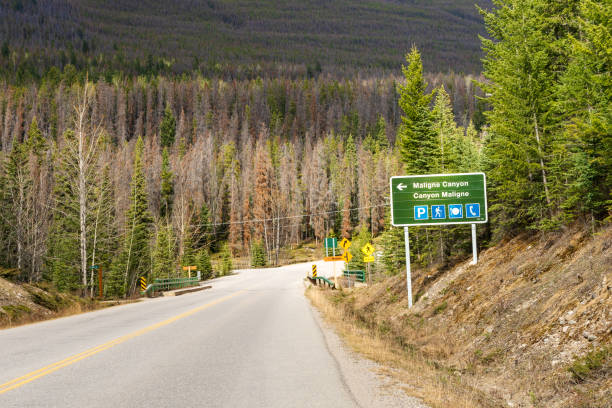 istock Maligne Canyon Road Sign. Jasper National Park. Alberta, Canada 1490315888