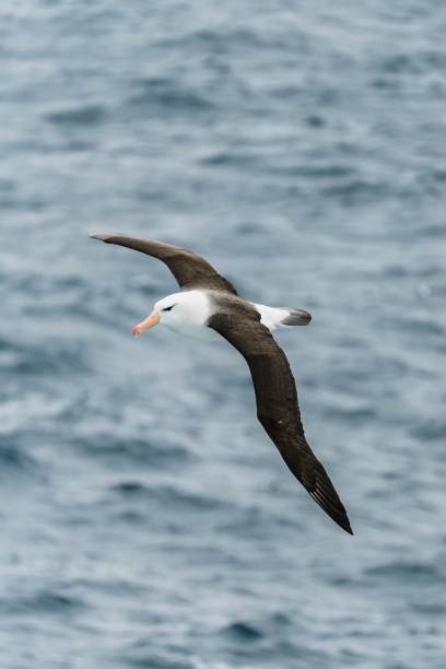 istock White seagull is gracefully flying above an expansive, blue ocean 1490318645