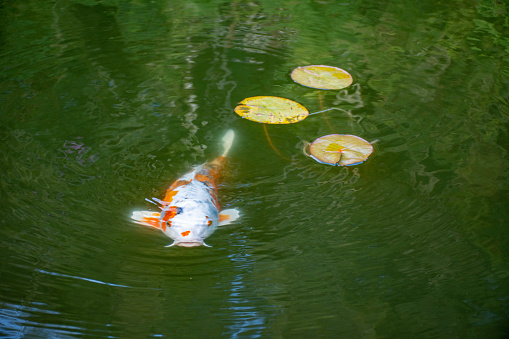 carp fish on lake with vitoria regia on campos do jordão - SP - Brasil