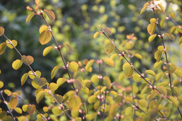 istock Yellow leaves in early spring. 1490322567