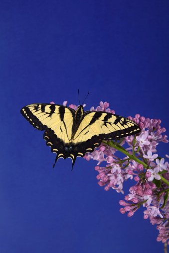 Eastern tiger swallowtail butterfly with open wings perched on spring lilac, studio shot.