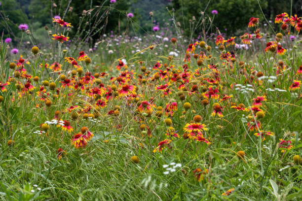 istock Blanket Flower Gaillardia wildflower 1490325697