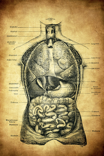 Human internal organs ,chest section