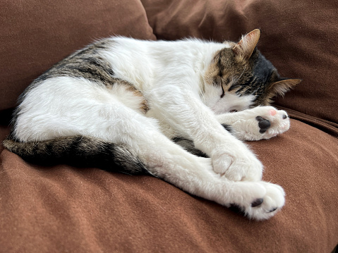 Tabby cat sleeping on a brown sofa.