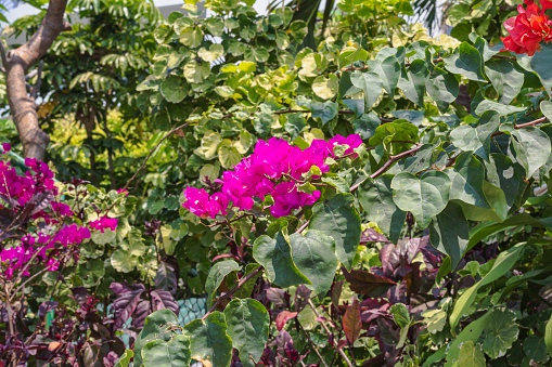 Bunga Bugenvil Merah Cerah Di Taman Tropis Fokus Selektif Wallpaper